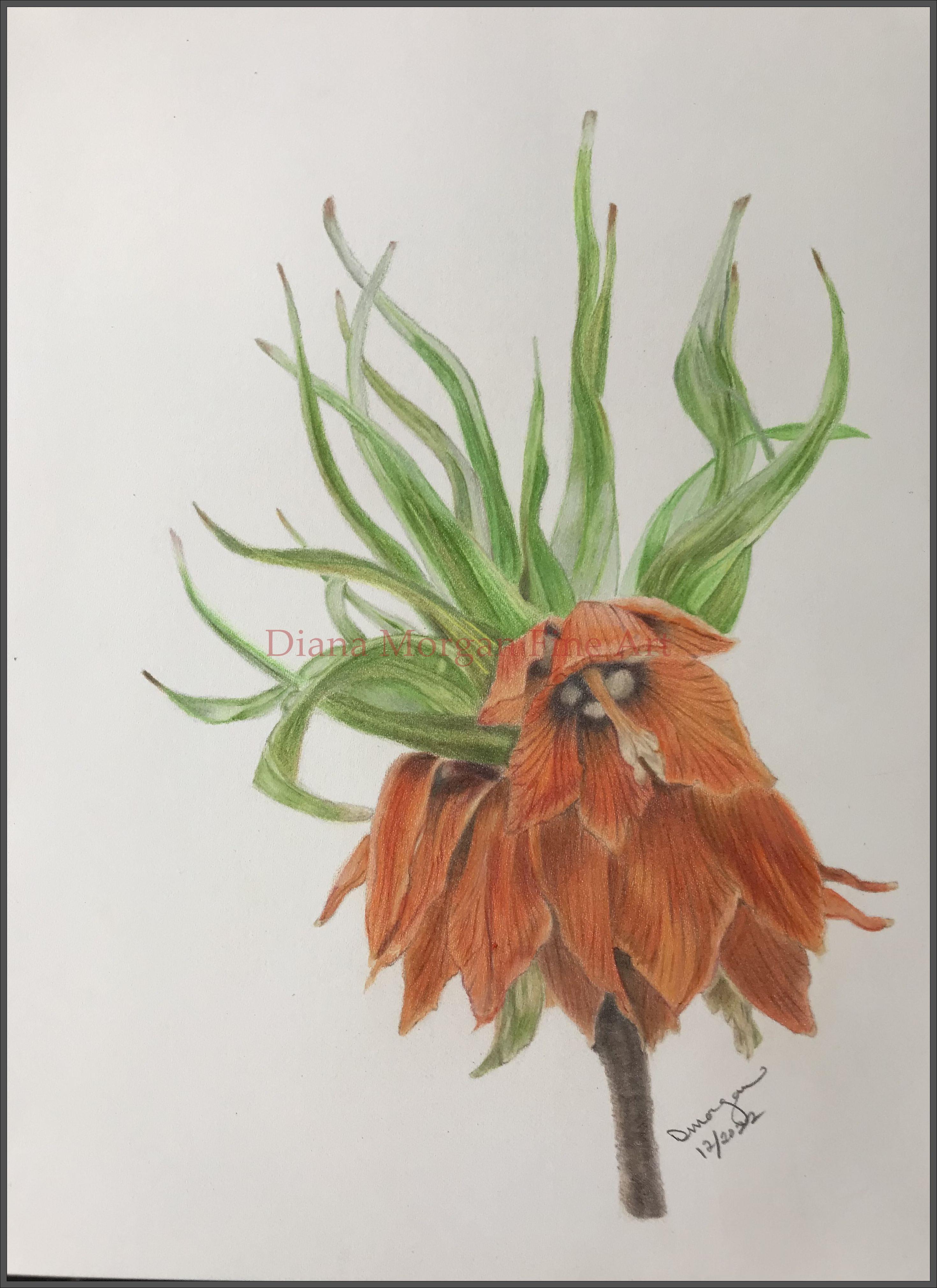 Crown Imperial